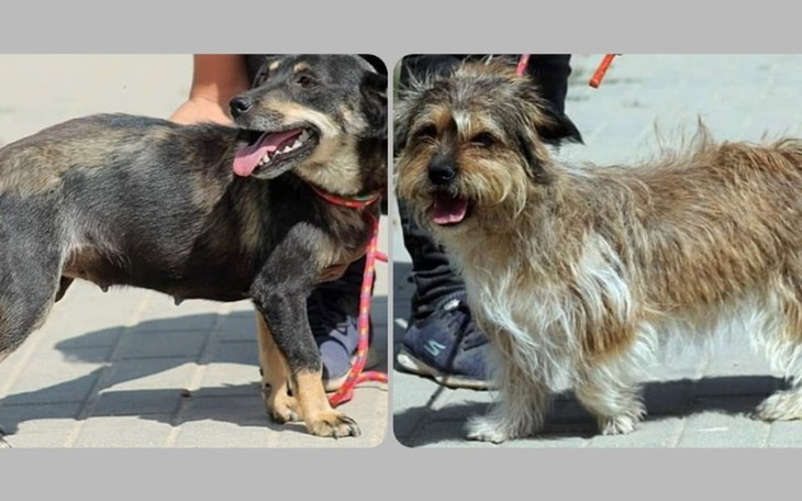 Zbiórka Małe Radysianki proszą o pomoc - zdjęcie główne