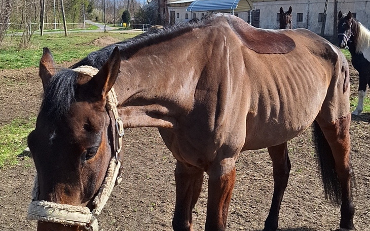Chudy koń pasący się na łące, w tle inne konie.