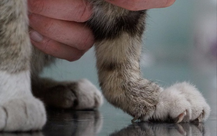 Zbiórka Pomóż ratować połamaną kotkę! - zdjęcie główne