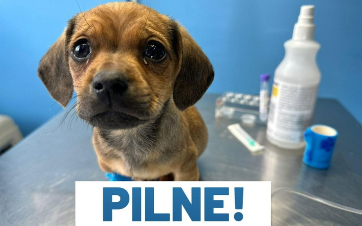 Zbiórka Chcą uśpić Simbę. POMOCY - zdjęcie główne