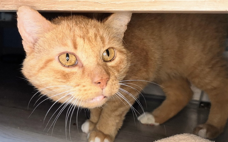 Zbiórka Życie bez znaczenia... - zdjęcie główne