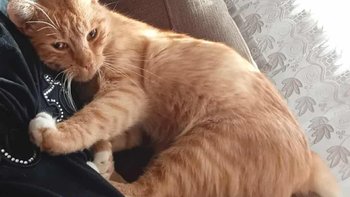 Zbiórka Pomoc dla Rudego po wypadku - miniaturka zdjęcia