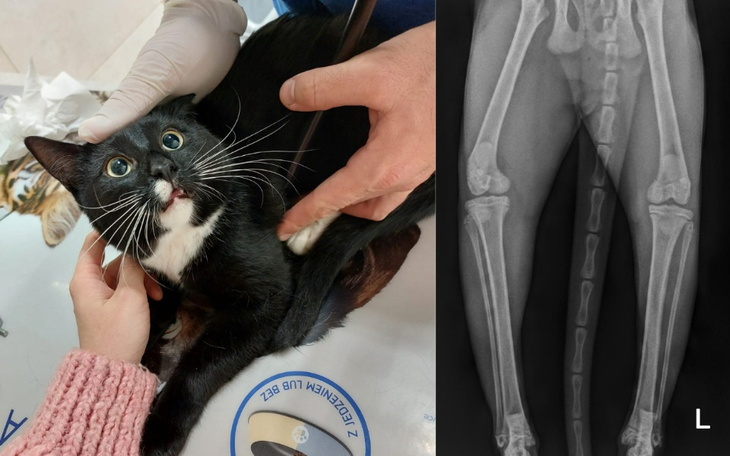 Zbiórka Naprawiamy nóżki Pandy - zdjęcie główne