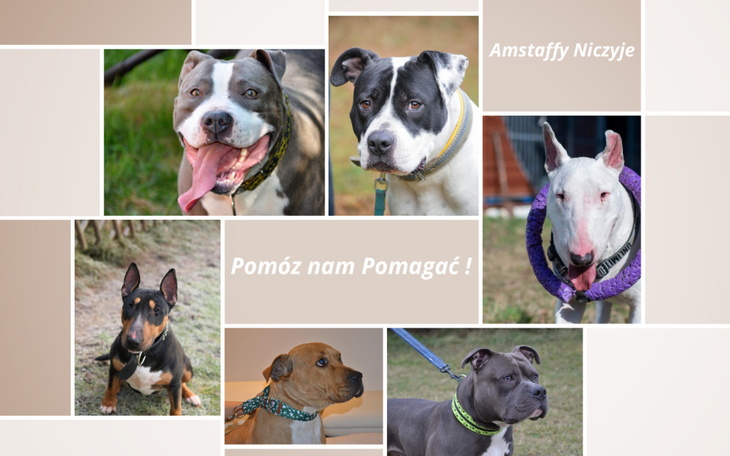 Zbiórka ANiczyje - zdjęcie główne