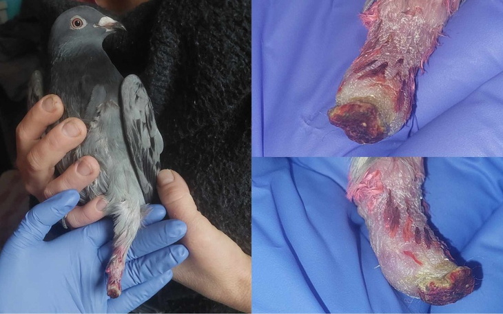 Zbiórka Na ratunek skrzywdzonej gołębicy - zdjęcie główne