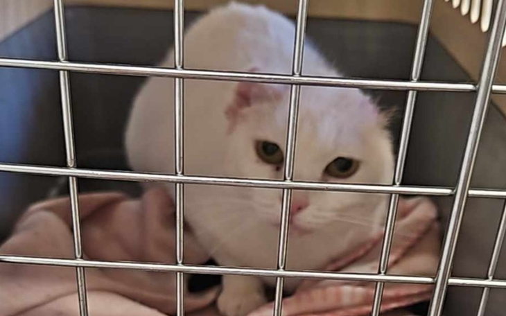 Zbiórka Godne życie Śnieżki - zdjęcie główne