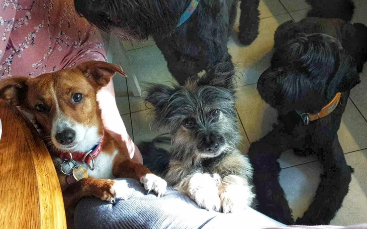 Zbiórka Schronisko OSTOJA-PsiHOSTEL - zdjęcie główne