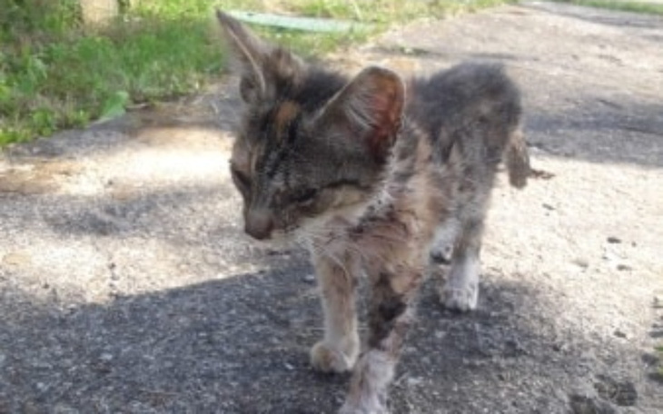 Mały kotek spacerujący po chodniku, z widocznymi ranami na ciele.
