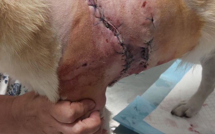 Zbiórka Leczenie pogryzionego psa - zdjęcie główne