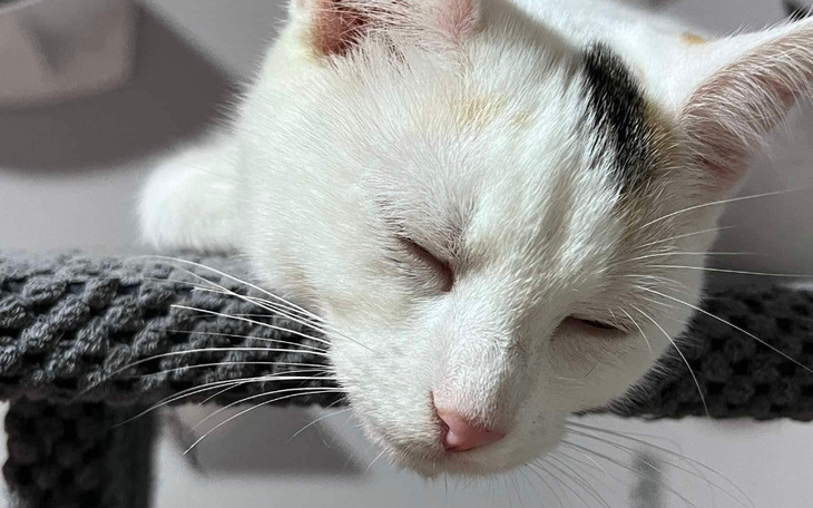 Zbiórka Ratujemy koteczki - zdjęcie główne