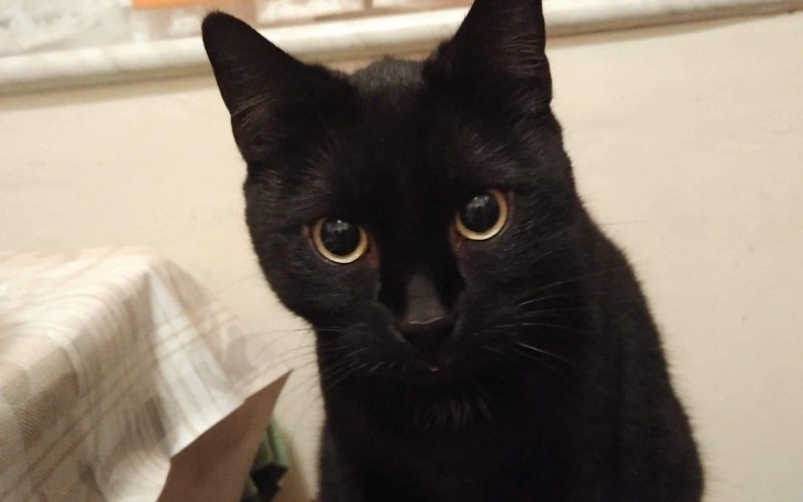 Zbiórka Leczenie kota karola - zdjęcie główne