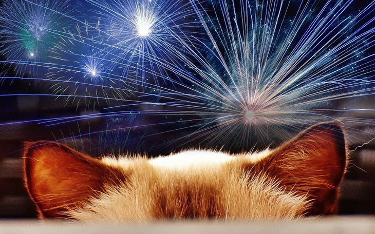 Widok na kota z tyłu, z fajerwerkami w tle.