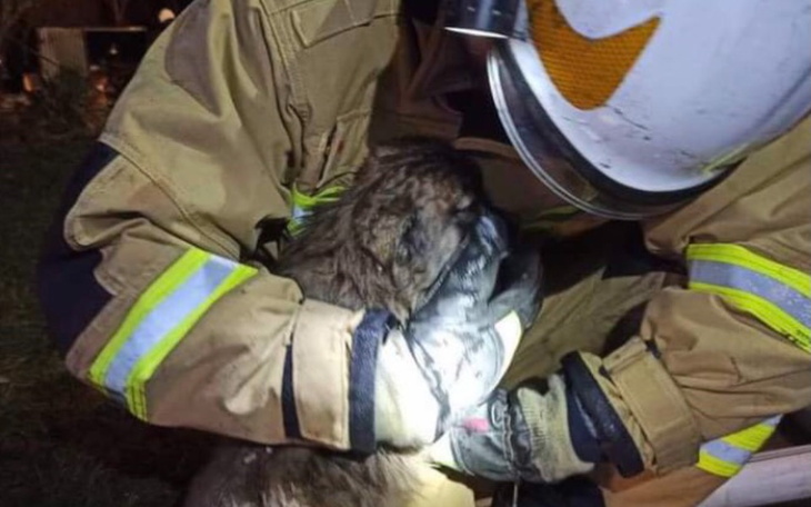 Zbiórka Szczeniak uratowany z pożaru - zdjęcie główne