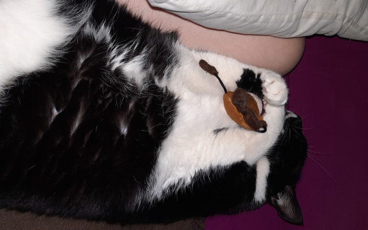 Zbiórka Leczenie Toli - zdjęcie główne