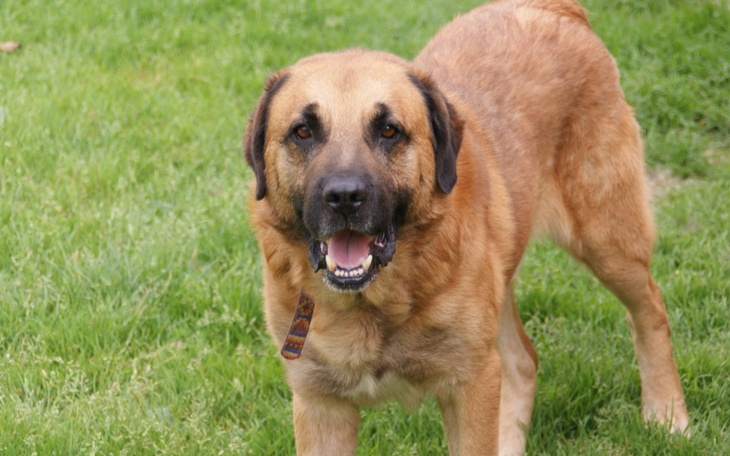 Zbiórka Na hotel dla Amika - zdjęcie główne