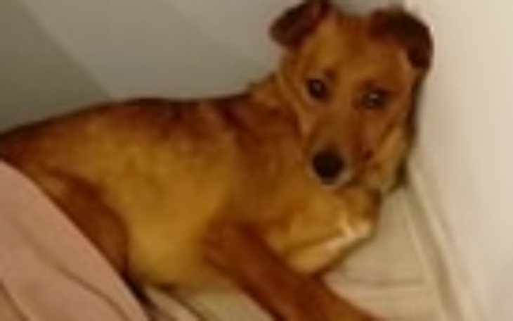 Zbiórka Pozszywajmy Kocyka - zdjęcie główne