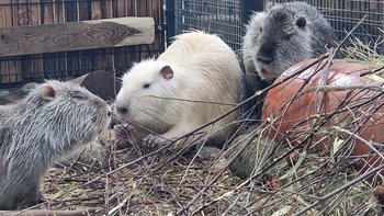 Zbiórka NUTRIOWISKO - utrzymanie 25/26 - miniaturka zdjęcia