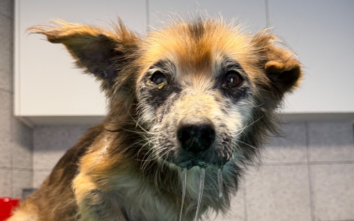 Stary pies z wyraźnymi oznakami starości.