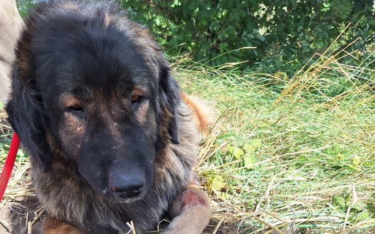 Zbiórka Kaukazica z niedowładem łapy - zdjęcie główne