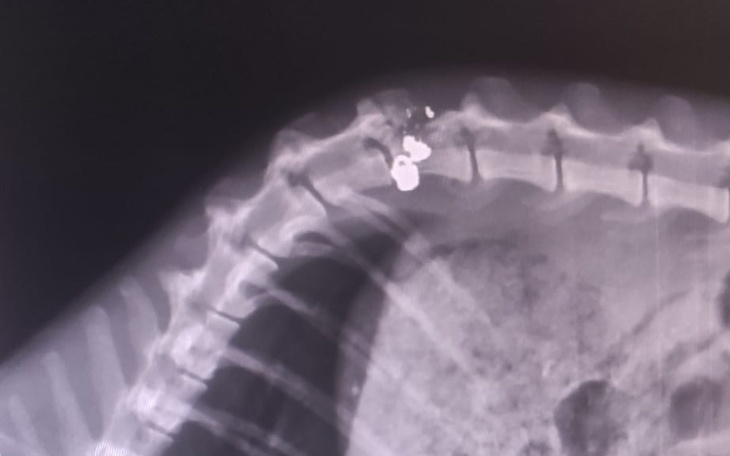 Zbiórka Kot ze śrutem w kręgosłupie - zdjęcie główne