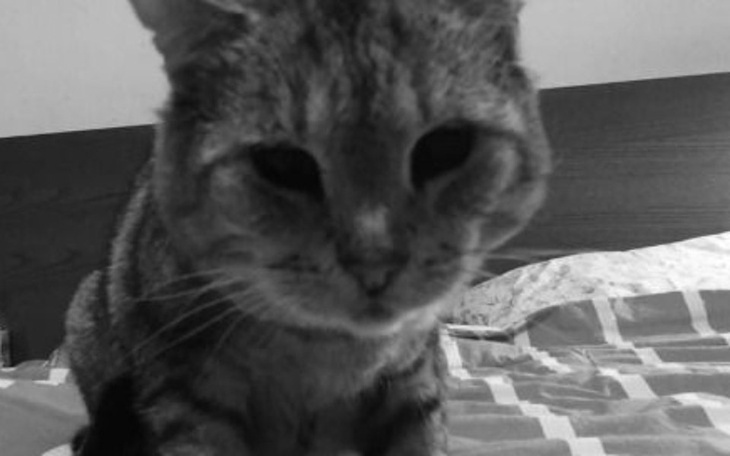 Zbiórka Kingu, dlaczego musiałeś odejść - zdjęcie główne