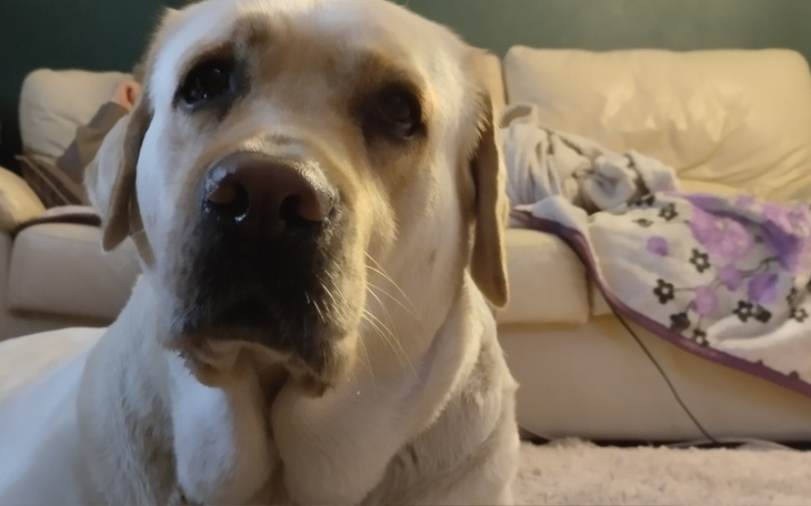 Zbiórka Dodatek na leki dla Florcii - zdjęcie główne