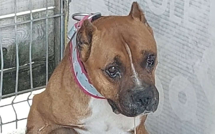 Zbiórka Ratujemy Reja, psa spod Charkowa - zdjęcie główne