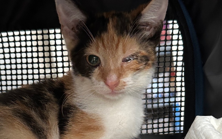 Zbiórka Leczenie i karma dla 16 kociąt - zdjęcie główne