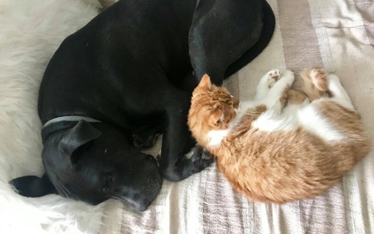 Zbiórka Zbiórka na zobowiązania - zdjęcie główne