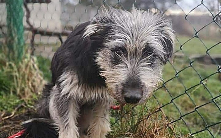 Zbiórka Szansa dla Rocco - zdjęcie główne