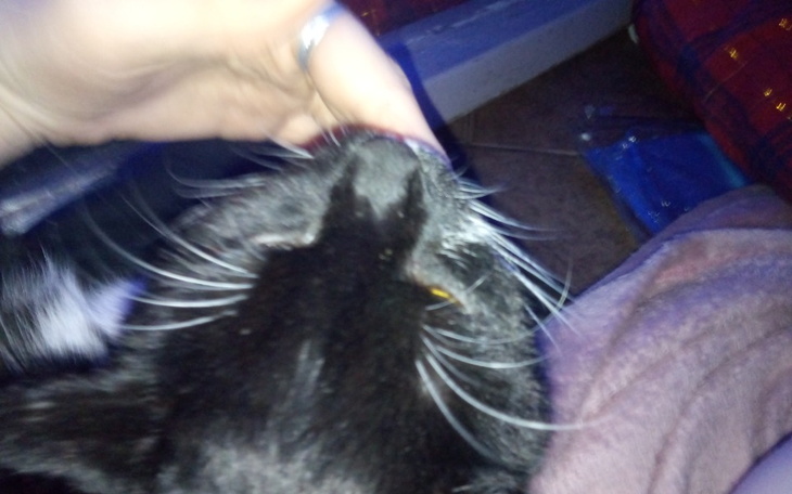 Zbiórka Kot Nemo - zdjęcie główne