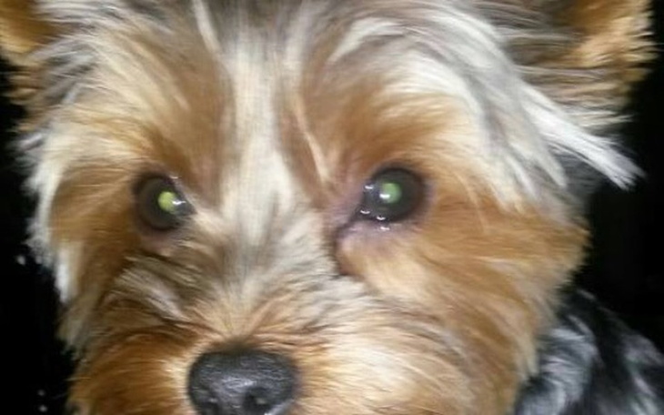 Zbiórka Rehabilitacja Yorka po paraliżu - zdjęcie główne