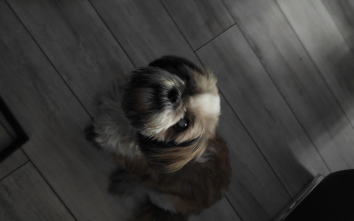 Zbiórka Na zaćmę dla pieska - zdjęcie główne