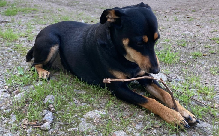 Zbiórka operacja pieska babci - zdjęcie główne