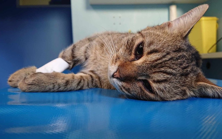 Zbiórka Pomoc dla 23 kotów - zdjęcie główne