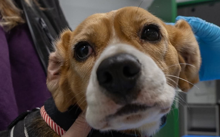 Beagle z wyrazem ciekawości, patrzy w obiektyw.