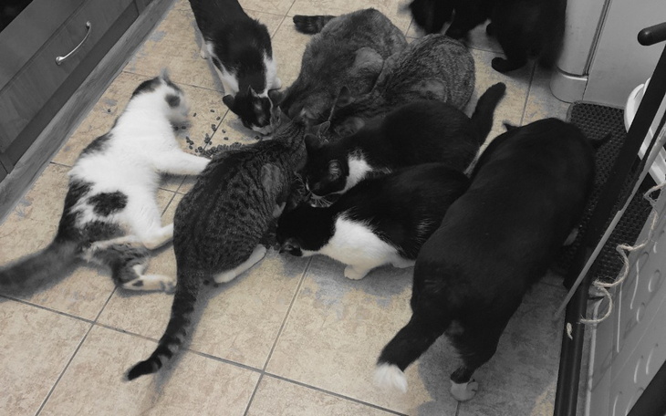 Zbiórka Utrzymanie -Na nowy miesiac - zdjęcie główne