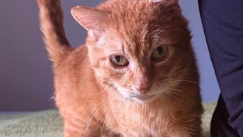 Zbiórka cena za życie bez bólu - miniaturka zdjęcia