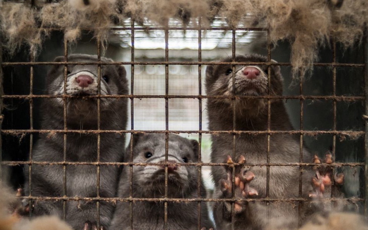 Trzy norki w klatce, patrzące na zewnątrz.