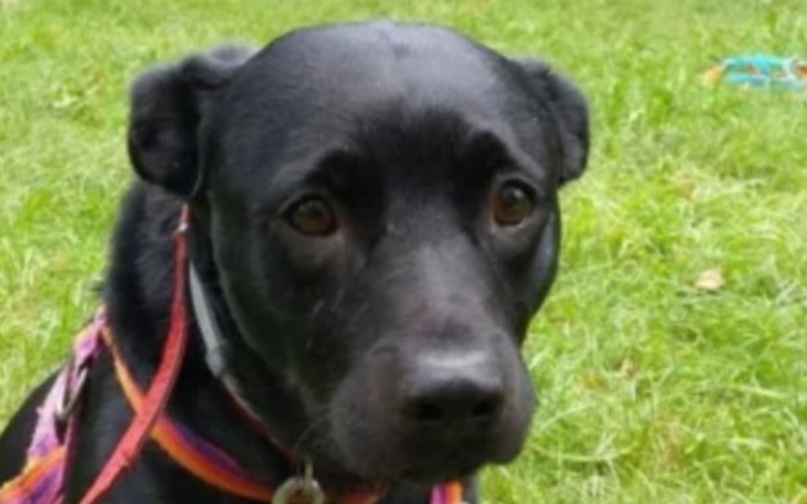 Czarny pies z wyrazem smutku na tle zielonej trawy.