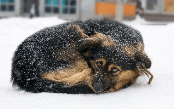 Zbiórka Pomoc dla zwierząt w schronisku - zdjęcie główne