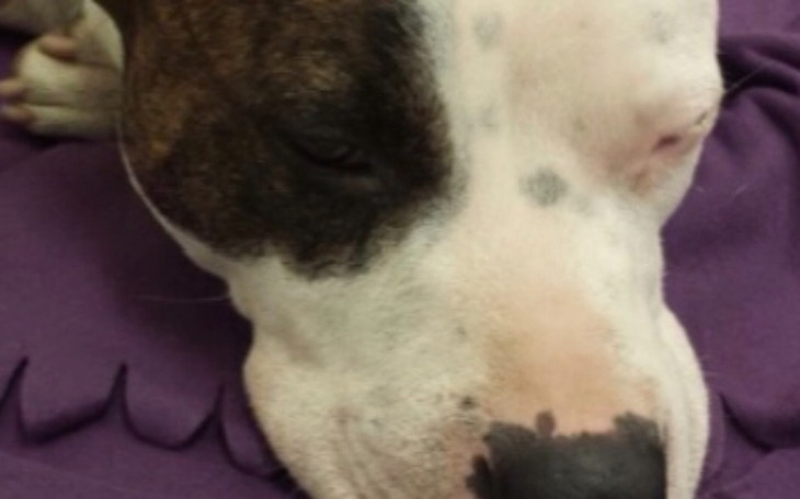 Zbiórka Pomóż Maksiowi odzyskać wzrok! - zdjęcie główne