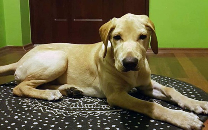 Zbiórka Na ratunek 5-miesięcznej Meli... - zdjęcie główne