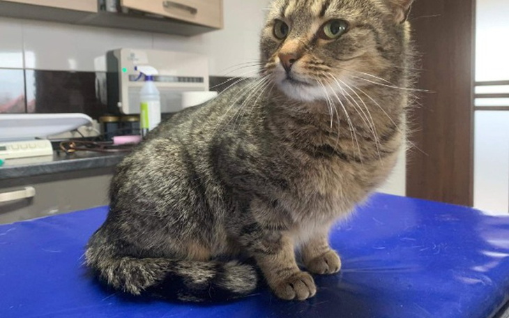 Zbiórka Na kocurka bezdomnego - zdjęcie główne