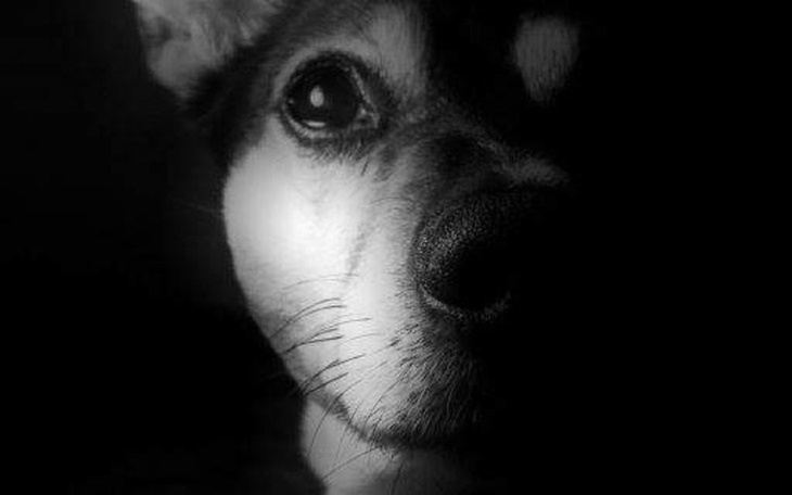 Zbiórka Milka - zdjęcie główne