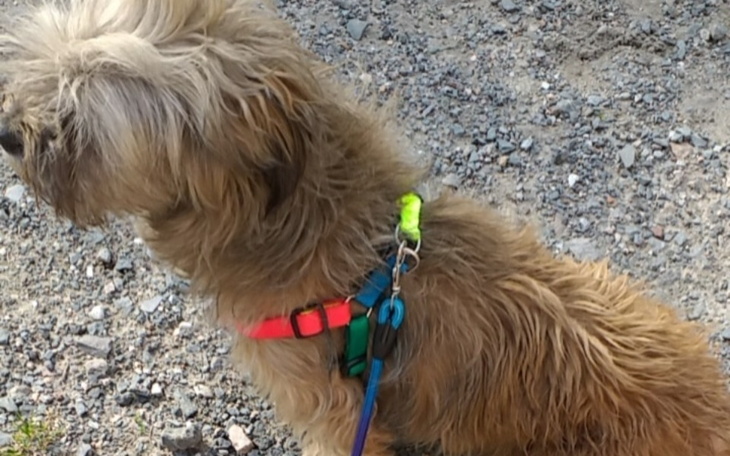 Zbiórka Na kastracje psów i kotów - zdjęcie główne