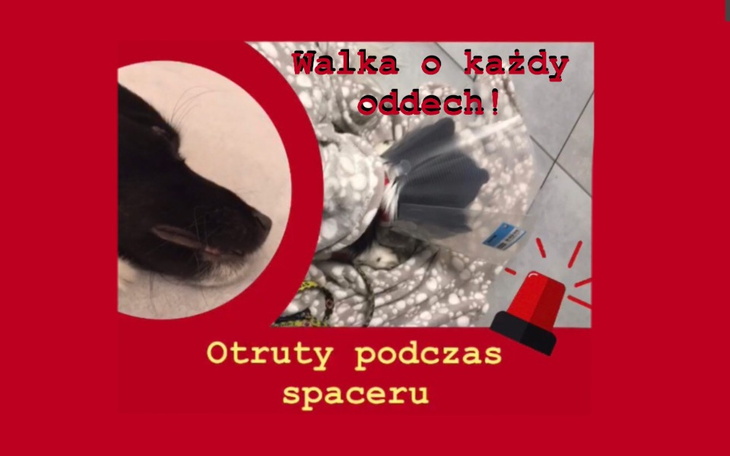 Zbiórka Otruty podczas spaceru - zdjęcie główne