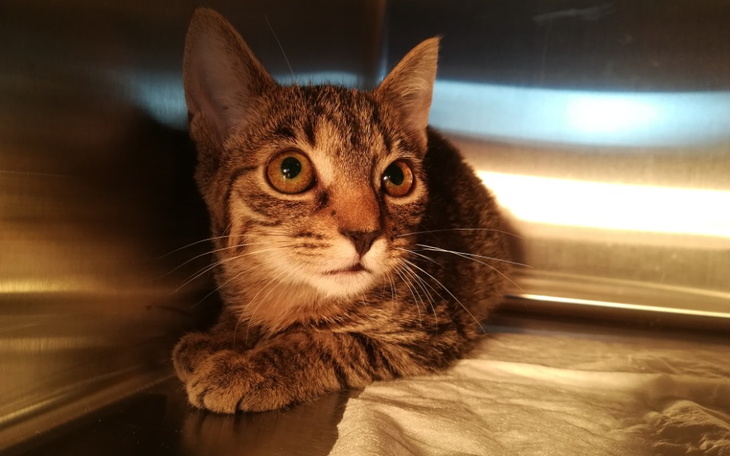 Zbiórka Koteczka - zdjęcie główne