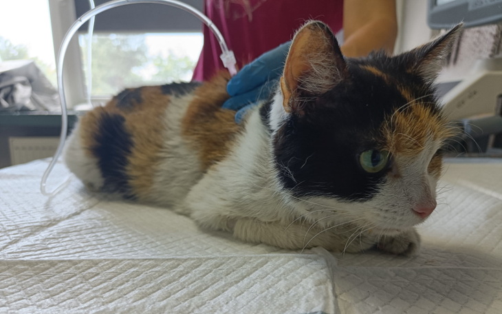 Zbiórka Calico - zdjęcie główne