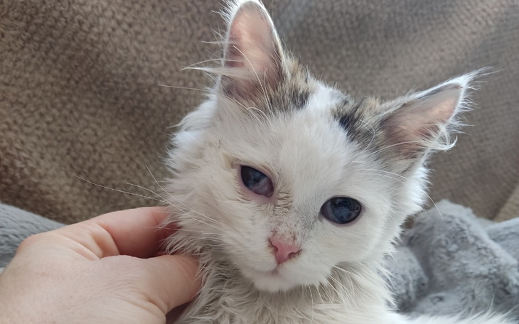 Zbiórka KociakPoWypadkuPilnieWymagaOpera - zdjęcie główne